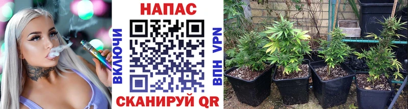 Бошки марихуана Amnesia  Тимашёвск 